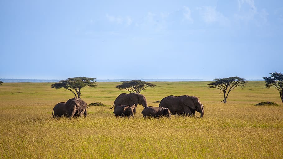 elephant, trees, savannah, sky, animal, safari, animal world, africa, wild, mammal