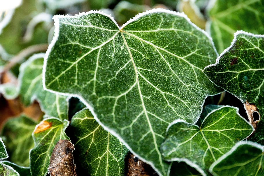 ivy, frost, nature, frozen, cold, ivy leaf, eiskristalle, ice, winter magic, iced