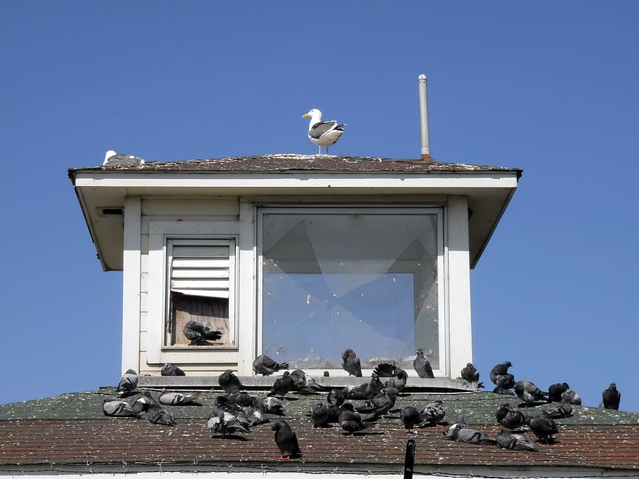 birds hangout, roof, broken, window, san francisco, adult, angle, animal, architecture, beak