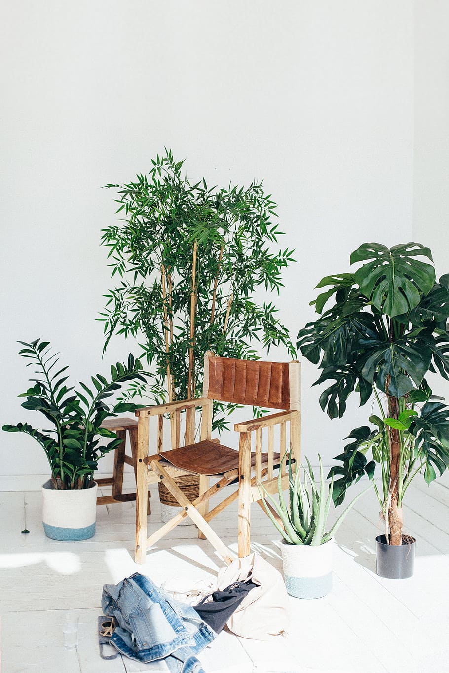 director, chair, plants, inside, internal, house plant, clothes, minimal, white, pot