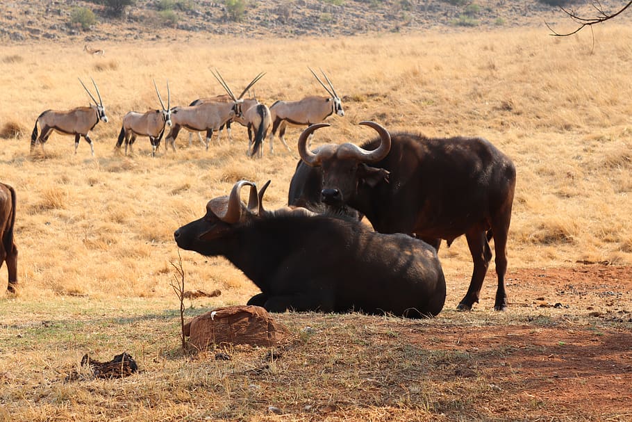 safari, africa, buffalo, nature, animal, herbivore, animal themes, animal wildlife, group of animals, animals in the wild