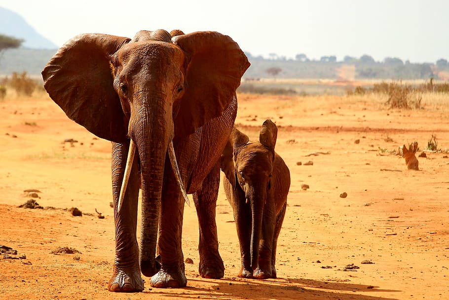 gajah di Afrika, hewan, safari, mamalia, tema hewan, tanah, satwa liar, kelompok hewan, hewan liar, vertebrata