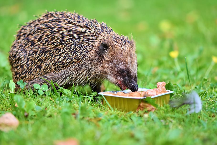 hedgehog, spur, hannah, foraging, nocturnal, cute, animal, prickly, garden, eat