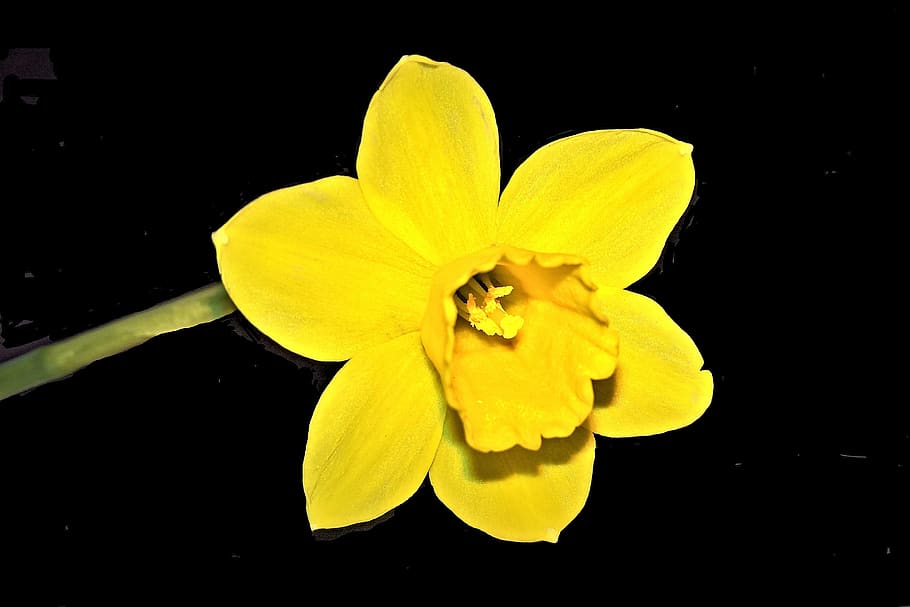 flor, narciso, primavera, pascua, amarillo, en forma de campana, brillante, planta floreciendo, pétalo, inflorescencia