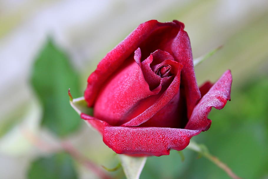 red rose, dew drops, feeling, bloem, roze, roos, beauty, petals, bright, rose
