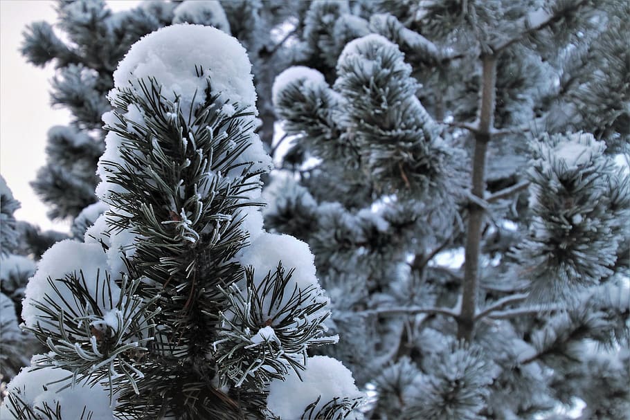 pohon natal, termasuk jenis pohon jarum, beku, salju, putih, es, bersalju, musim dingin, kartu pos, cemara