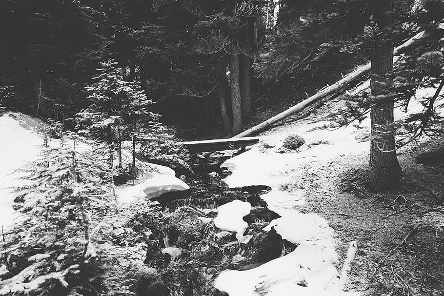 forest, woods, river, stream, water, bridge, wood, trees, logs, black and white