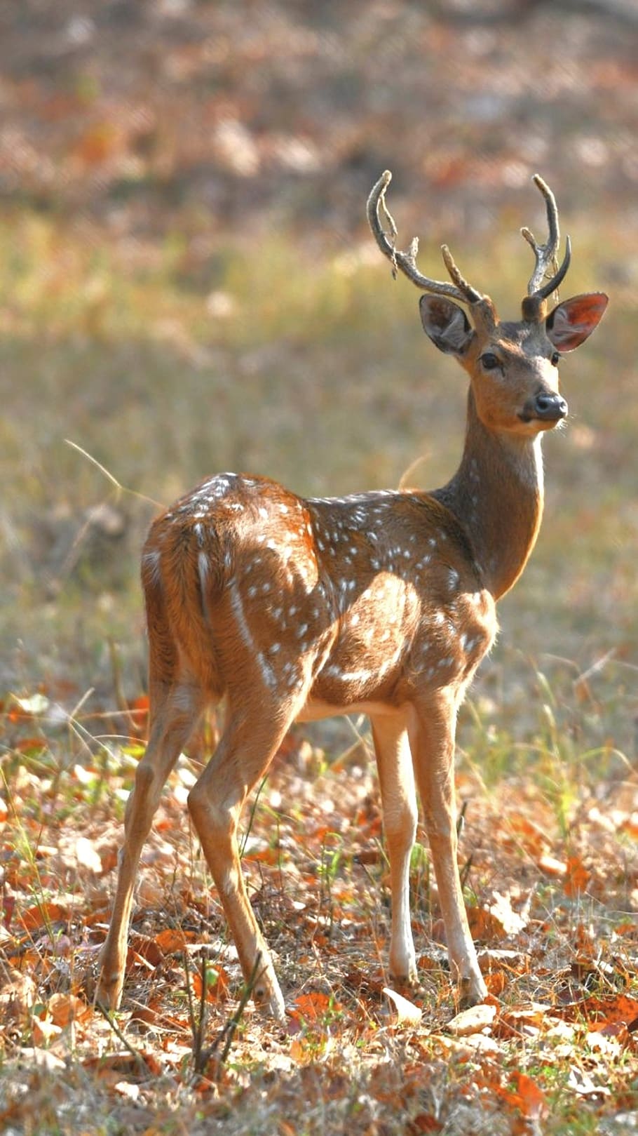 deer, wildlife, nature, mammal, animal, grass, buck, antelope, stag, wild