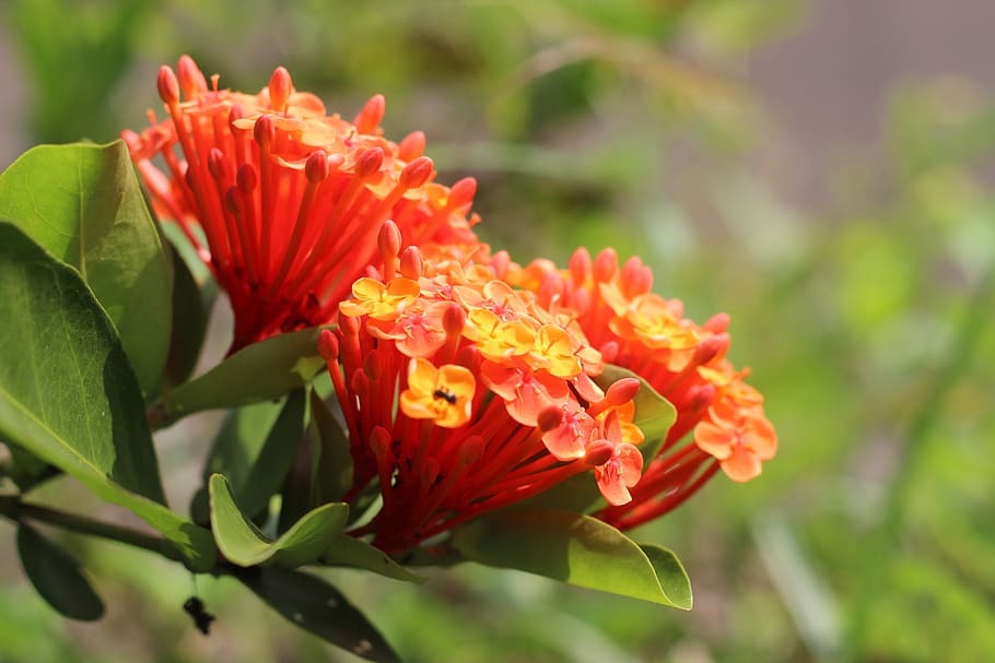 flower, ixora, garden, nature, plant, tropical, india, colorful, red, flowering plant