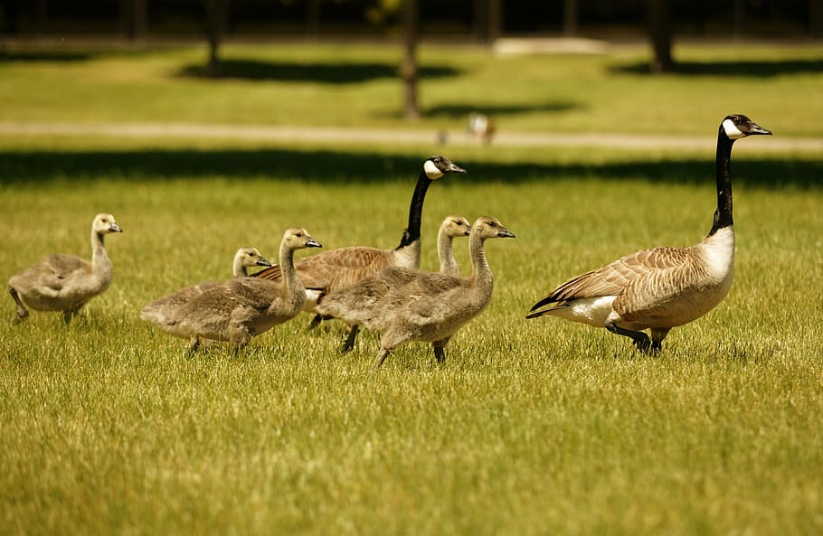 geese, canada, birds, waterfowl, wildlife, nature, canadian, group, gosling, goose