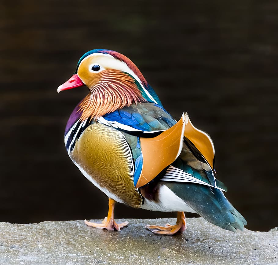 mandarin, duck, bird, colorful, plumage, animal, outdoor, feather, nature, wildlife