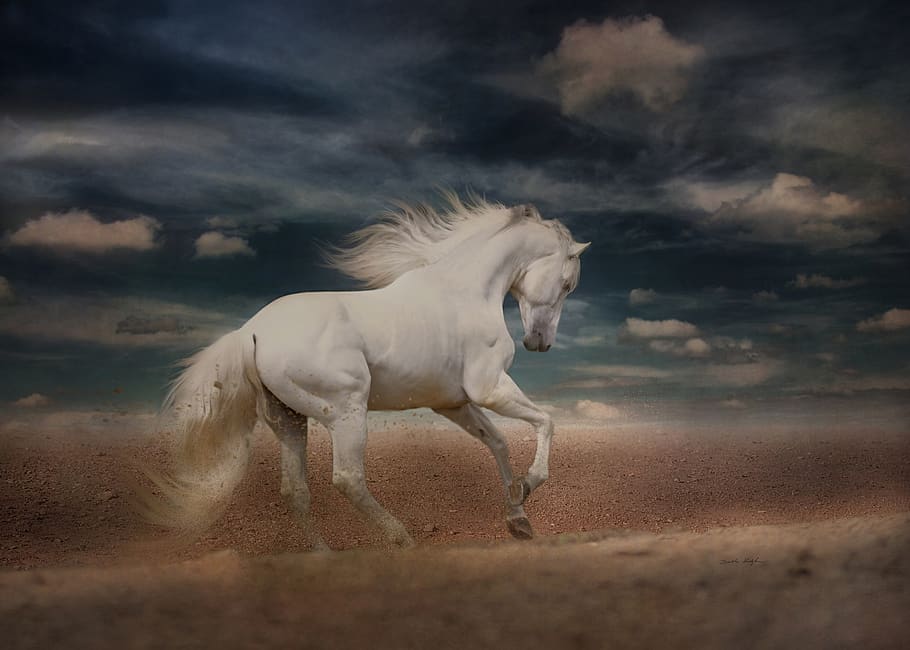 white horse, running, gallop, desert run, horse, andalusian, flying mane, equine, desert scene, speed