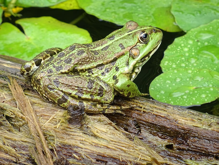 common frog, green, water, amphibians, nature, pond, animal themes, animal, one animal, animal wildlife