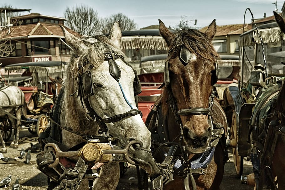 horses, animals, carriage, outdoors, mane, livestock, horse, mammal, working animal, domestic