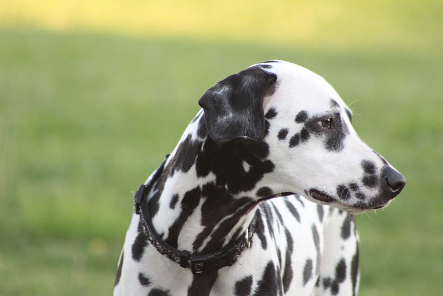 dogs, dalmatian, outdoor, one animal, animal themes, animal, dalmatian dog, focus on foreground, mammal, animal markings