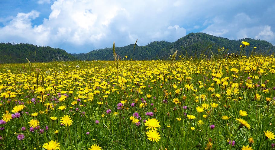 nature, spring, summer, mountains, meadow, flowers, spring flowers, dandelion, mountain meadow, blossom