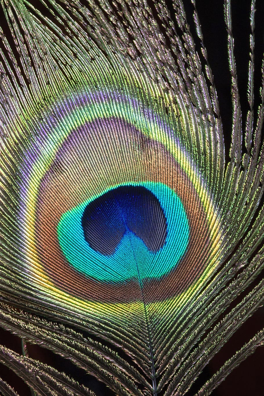 peacock, feather, close-up, macro, bird, colorful, plumage, nature, color, pattern