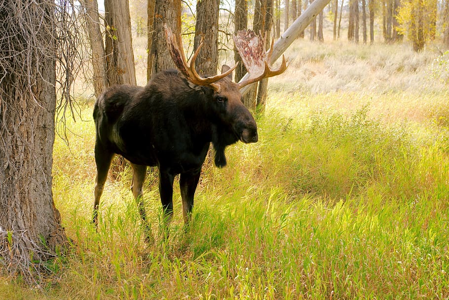 bull moose, moose, elk, animal, mammal, antler, forest, nature, wild, bull