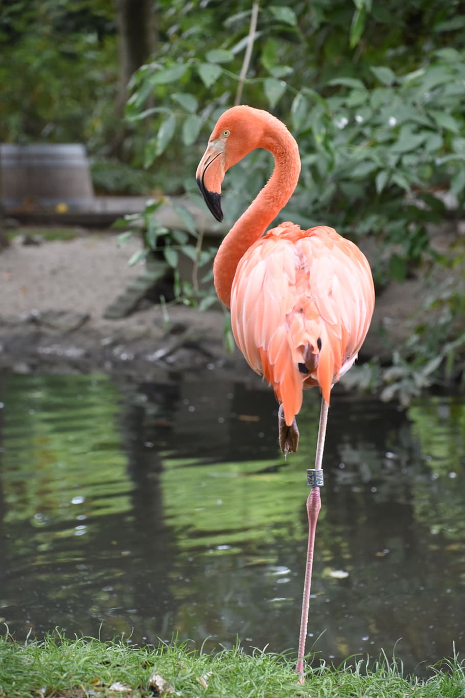 pink flamingo, nature, zoo, bird, pen, colorful, plumage, wild, beak, color