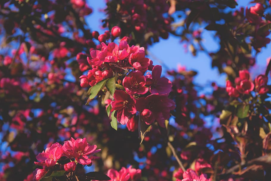 flowers, nature, blossoms, branches, leaves, clusters, pink, petals, trees, macro