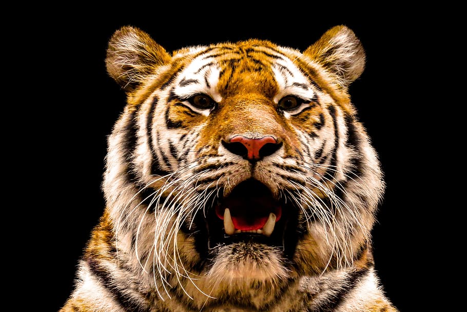 tigre, gato grande, gato, predador, retrato animal, perigoso, tigre siberiano, bigodes, dente, orgulho