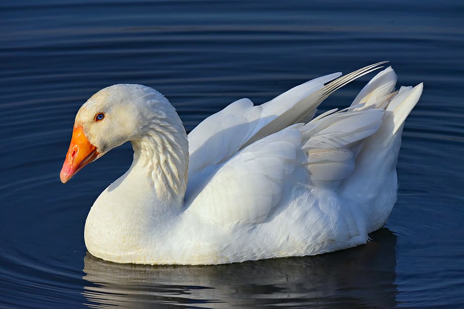 goose, water bird, animal, water fowl, plumage, bill, eye, feather, swimming, water