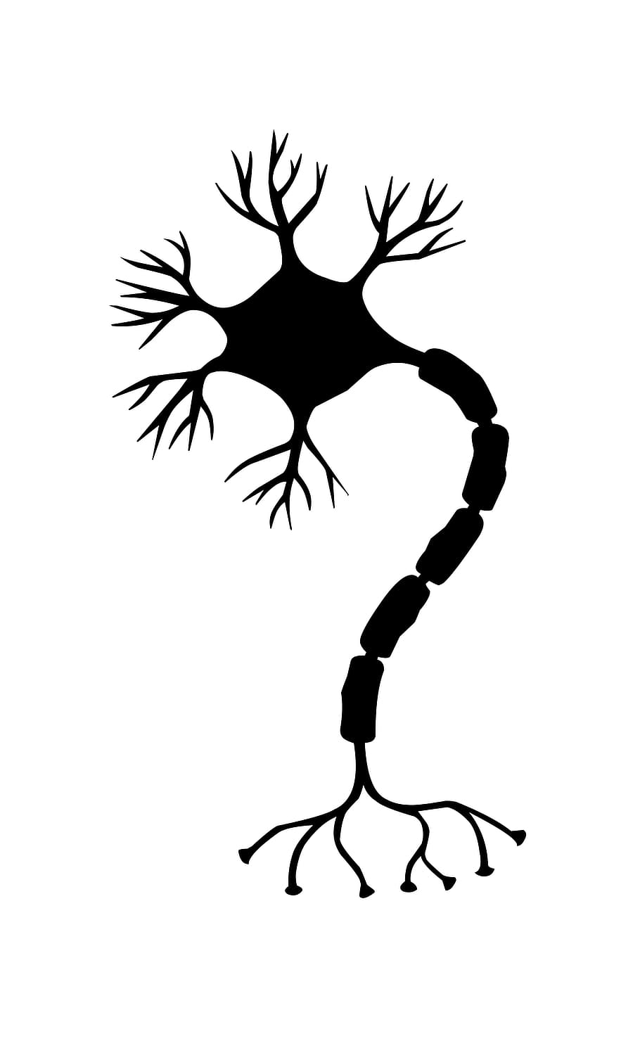 ilustração, célula nervosa, célula., neurônio, cérebro, neurônios, sistema nervoso, sinapse, vias neurais, ribossomo