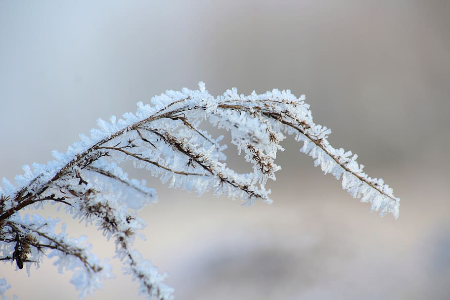 helada, invierno, enero, congelado, figura, blanco, hierba, frío, temperatura fría, nieve