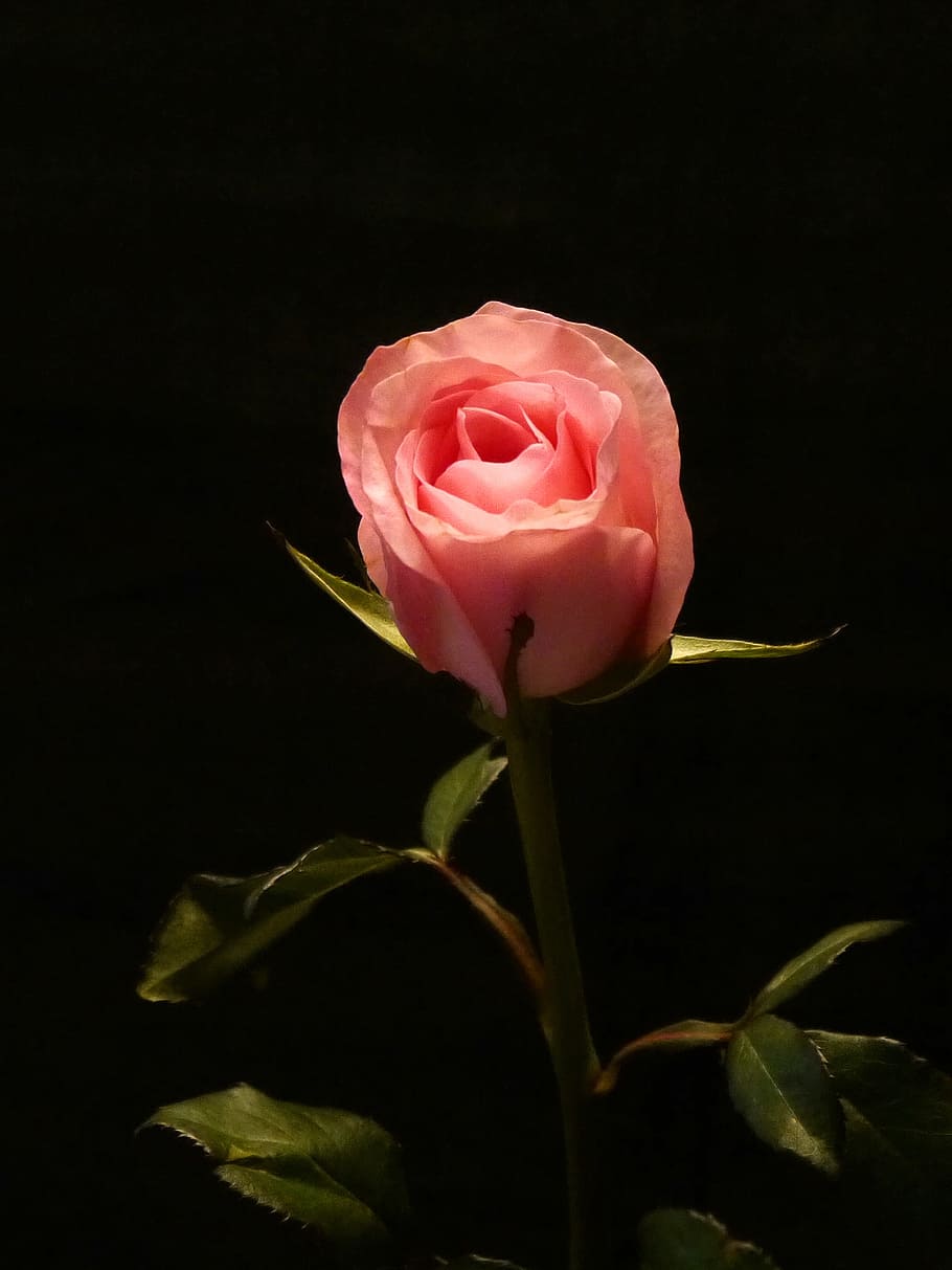 pink, rose, bud, black, background., pictures of flowers, pictures of roses, photos of roses, rose pictures, rose images