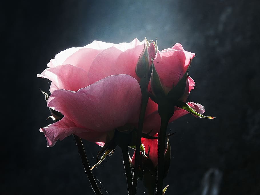 bunga, pink, rosa, mawar, daun bunga, kelopak, alam, latar belakang hitam, diterangi, penerangan