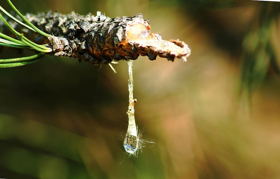 nature, pitch, drop, sap, branch, liquid, close-up, focus on foreground, plant, day