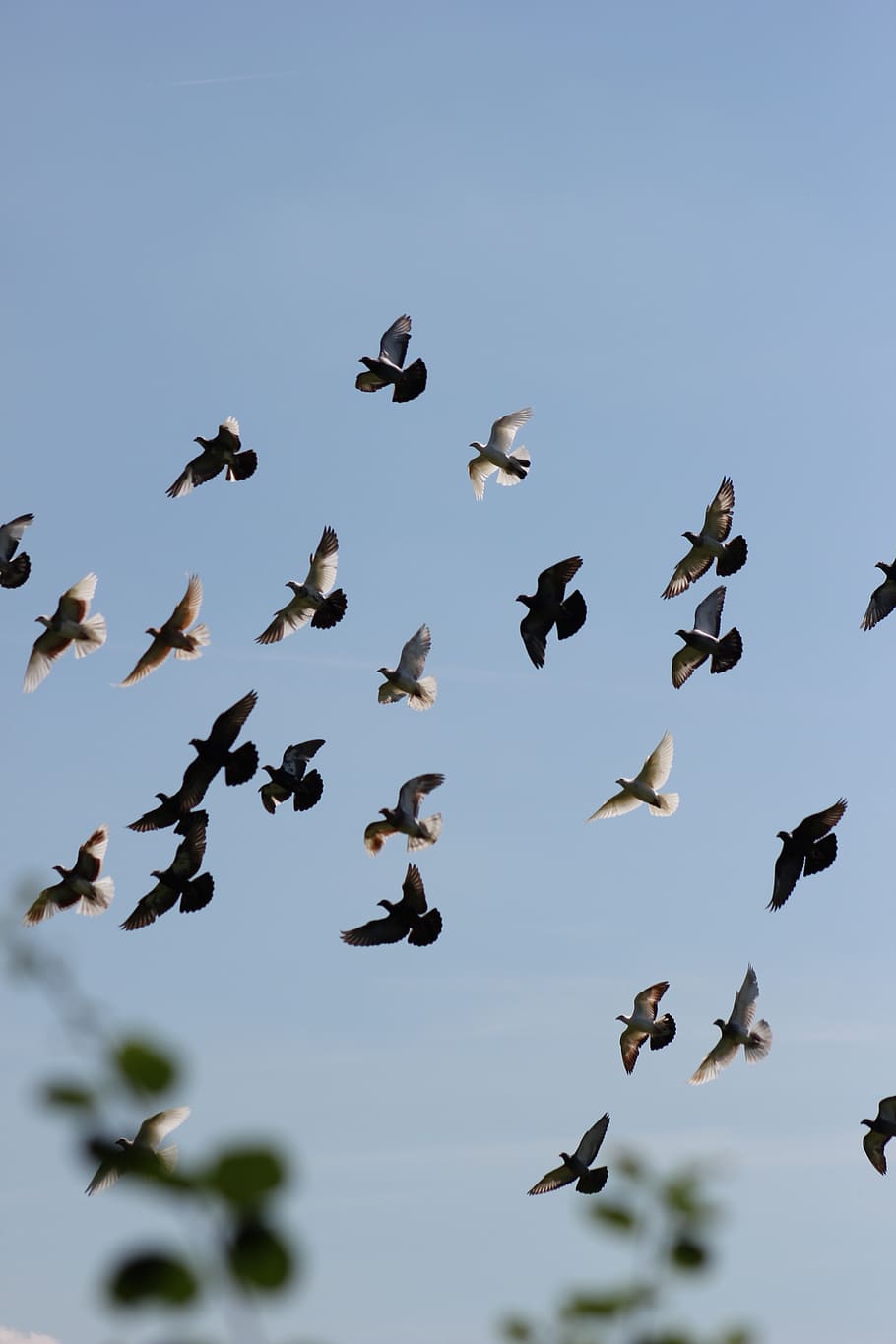 pigeons, homing pigeon, dove, flying, silhouette, sky, dom, animal wildlife, group of animals, animal themes