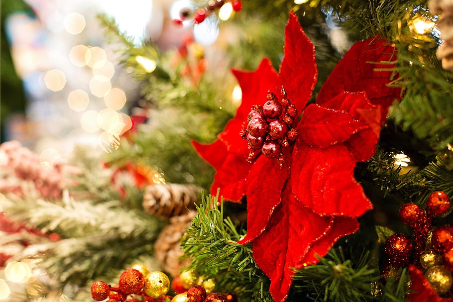 natal, poinsettia, pohon natal, dekorasi, desember, suasana, meriah, xmas, liburan, merah