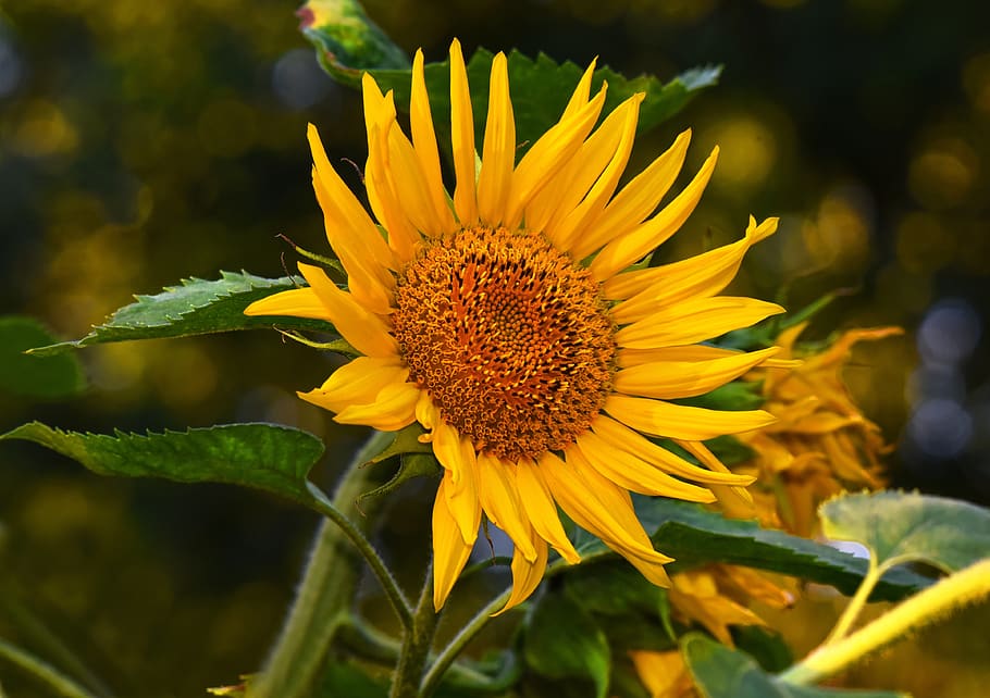 sunflower, flower, plant, helianthus, common, tall, annual, perennial, symmetry, seed