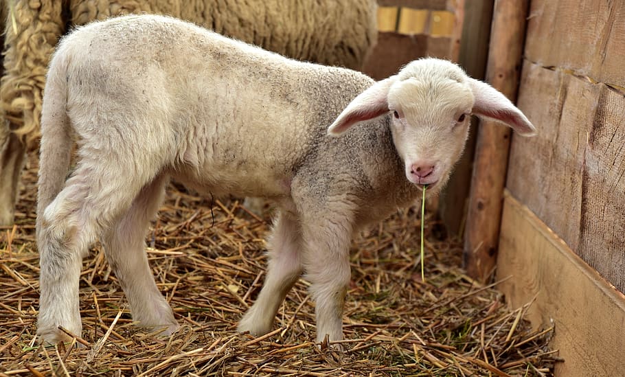 lamb, sheep, young, white, stall, sheep barn, animal, small, hay, curiosity