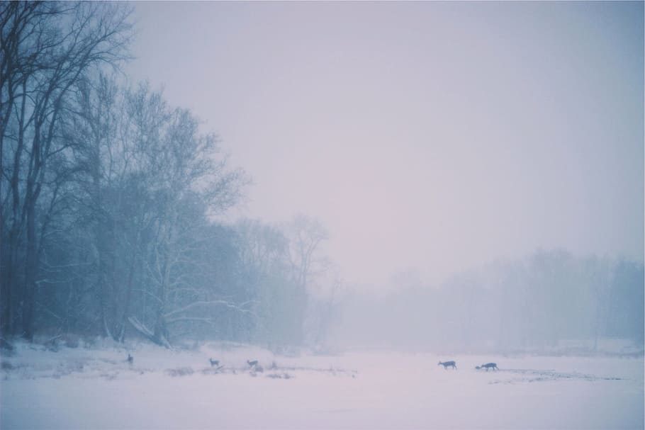 deer, animals, crossing, winter, snow, cold, blizzard, fog, forest, woods