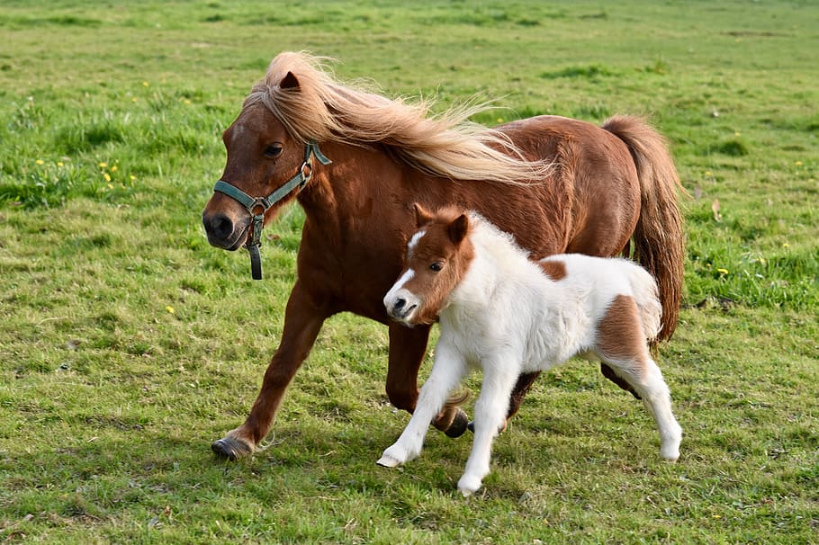 foal, shetland pony, shetland pony jarod, shetland pony glamour, pony run, pony prairie, nature, small horse, mane, mammal