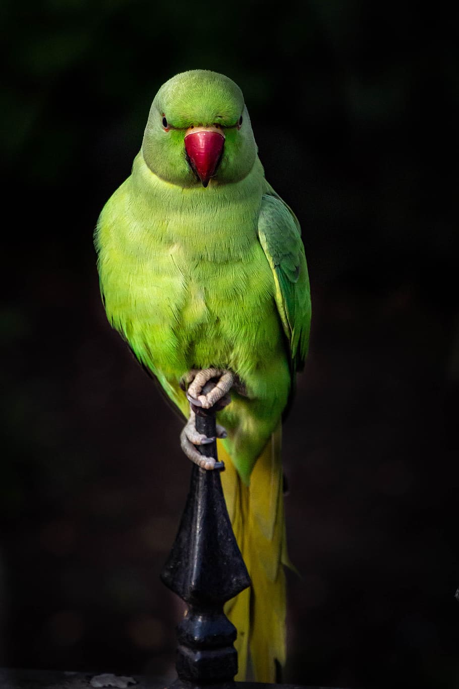 parrot, bird, colorful, plumage, parrots, birds, animal, feather, nature, african grey parrot