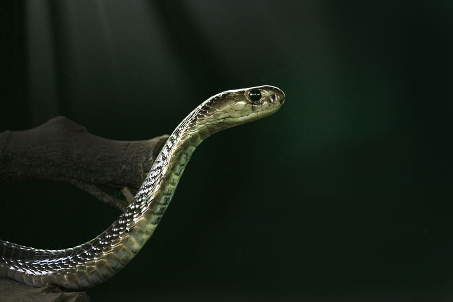 king cobra, cobra, snake, animal, wild, one animal, animal themes, reptile, vertebrate, animal wildlife