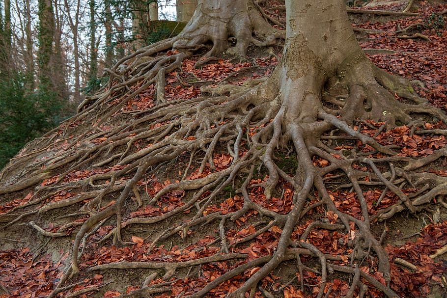 root system, root, tree, structure, nature, forest floor, tangle, plant, tree trunk, trunk