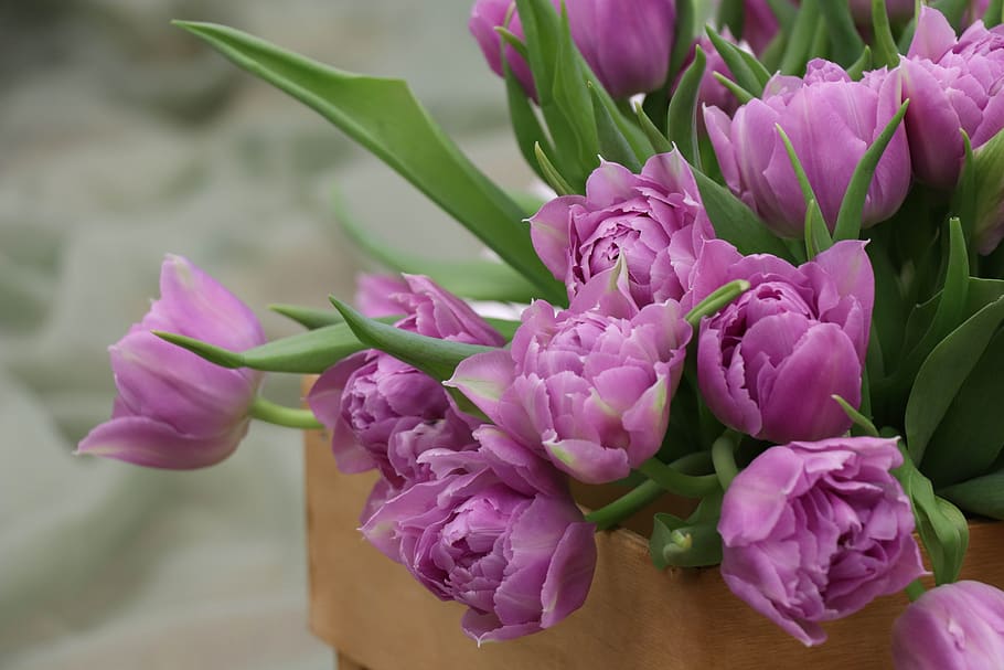 tulipanes, un ramo de tulipanes, tulipán, flores, ramo, primavera, flor, floración, jardín, postal