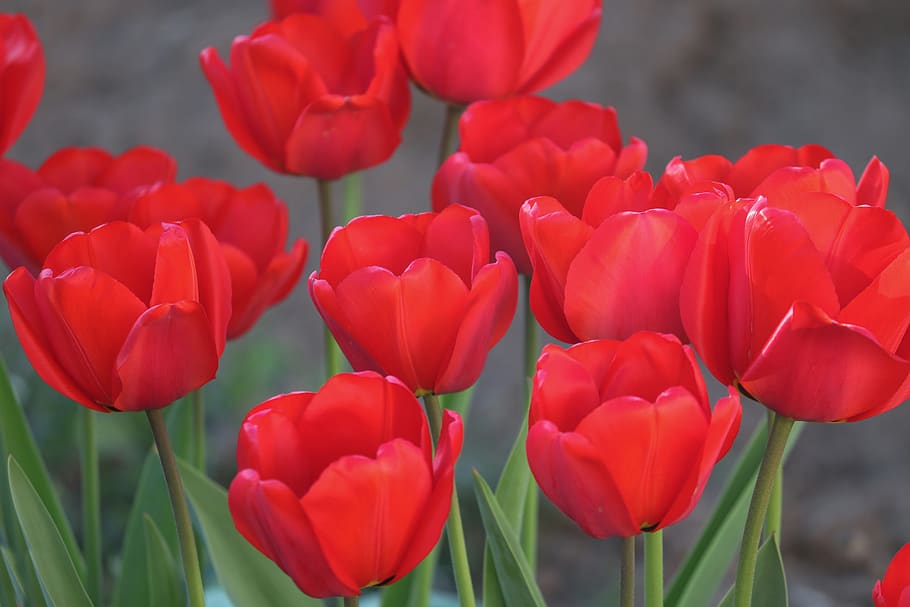 tulips, monochrome, red, tulip field, flowers, spring, red tulips, nature, close up, tulpenbluete