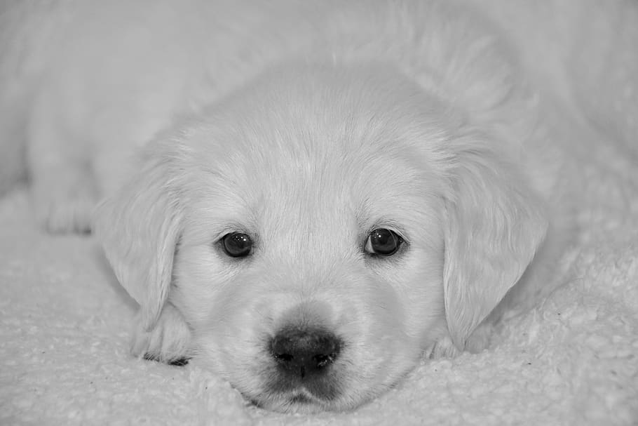 perro, cachorro, foto blanco y negro, adorable, perrito, perra señorita violeta, cachorro de golden retriever, canino, mamífero, un animal