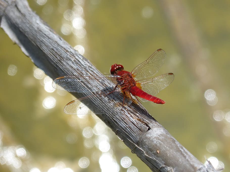 dragonfly, red dragonfly, erythraea crocothemis, branch, pond, sagnador scarlet, animal wildlife, animal, animals in the wild, animal themes
