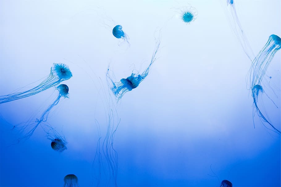 jellyfish, underwater, sea, ocean, marine, water, nature, animal, aquatic, wildlife
