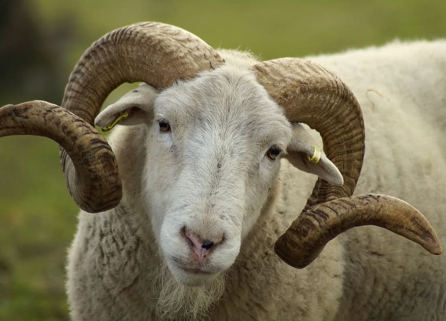 cordero, ovejas, lana, bock, ganado, pasto, cuerno, cuernos, cabeza, prado