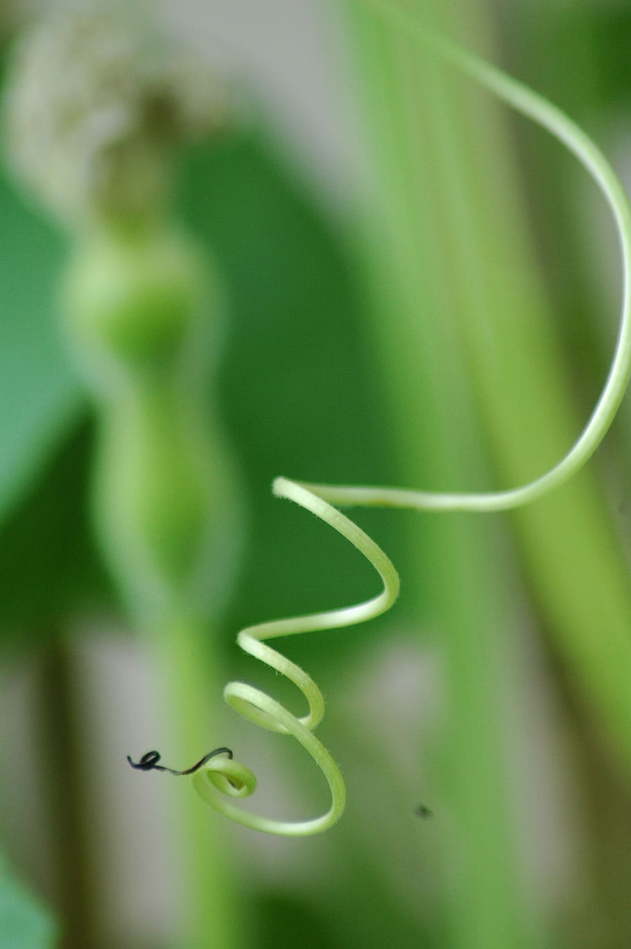 squash gourd, calebasse, green, yard, growth, plant, green color, tendril, beauty in nature, close-up