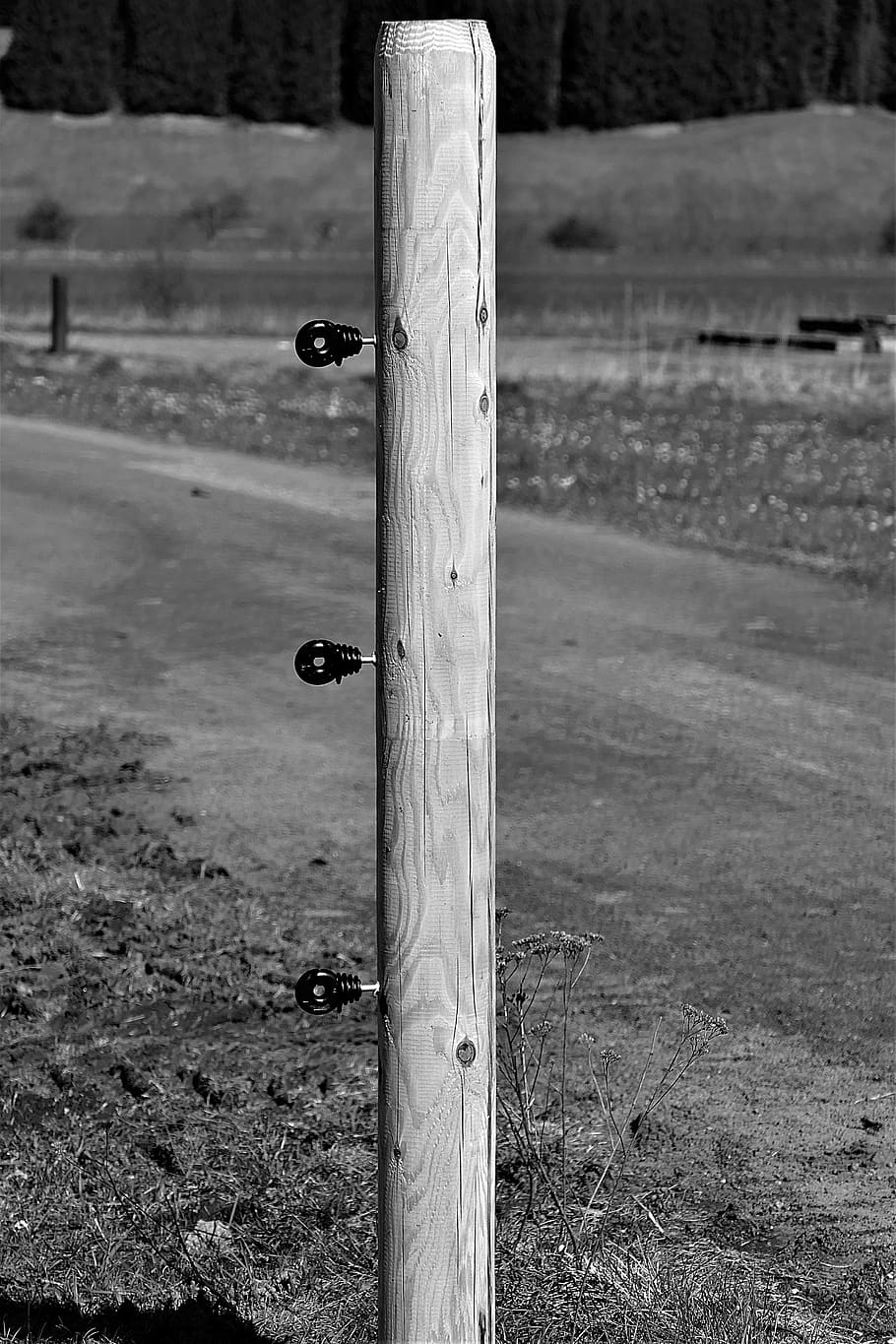 fence post, s w, insulators, wood, pasture fence, nature, black and white, limit, focus on foreground, field