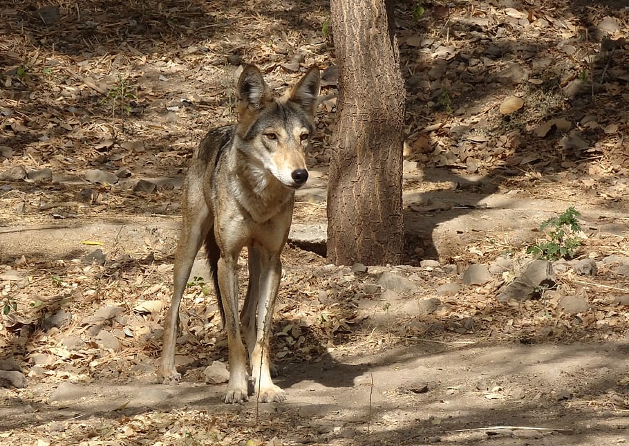 wolf, wildlife, indian wolf, canis lupus pallipes, canis indica, indian plains wolf, grey wolf, animal, fauna, mammal