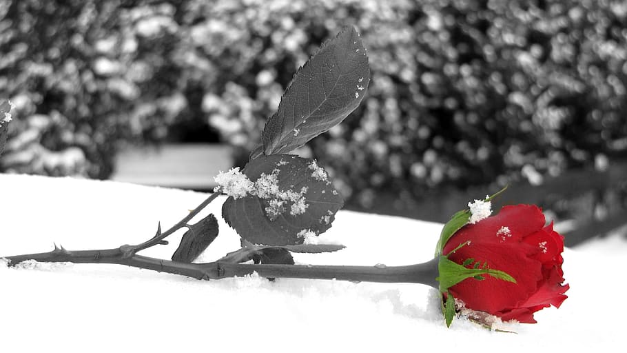 rosa, rojo, clave de color, flor, hoja, nieve, invierno, único, solo, hermosa creación